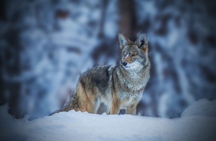Picture of COYOTE IN WINTER