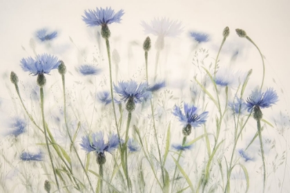 Picture of CORNFLOWERS