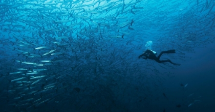 Picture of IN A FISHSCHOOL OF BARRACUDAS.