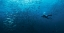 Picture of IN A FISHSCHOOL OF BARRACUDAS.
