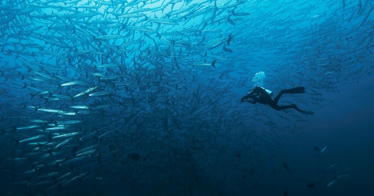 Picture of IN A FISHSCHOOL OF BARRACUDAS.