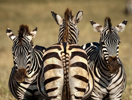 Picture of ZEBRA