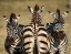 Picture of ZEBRA