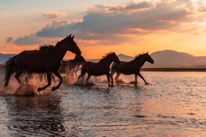 Picture of WATER HORSES