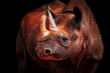 Picture of RHINO POSING