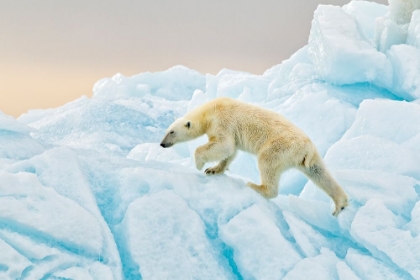 Picture of POLAR BEAR AT SVALBARD