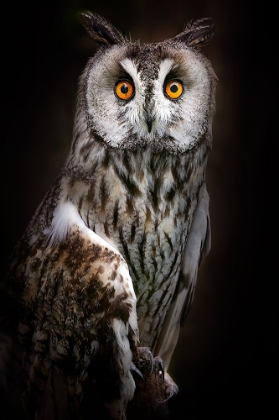 Picture of LONG-EARED OWL PORTRAIT