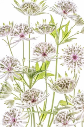 Picture of .ASTRANTIA.