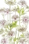 Picture of .ASTRANTIA.