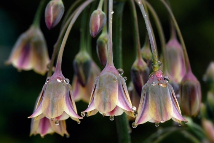 Picture of DEW BELLS