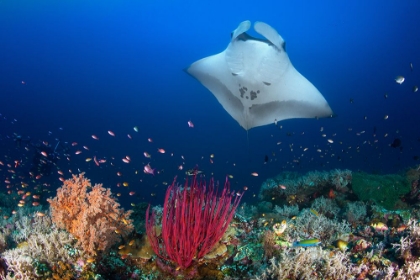 Picture of OCEAN MANTA RAY ON THE REEF