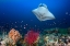 Picture of OCEAN MANTA RAY ON THE REEF