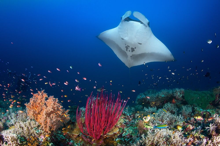 Picture of OCEAN MANTA RAY ON THE REEF