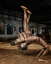 Picture of INDIAN WRESTLING
