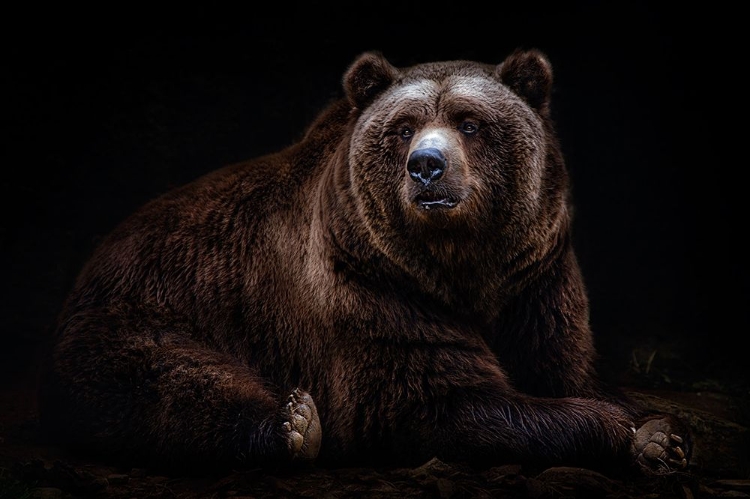 Picture of BEAR PORTRAIT