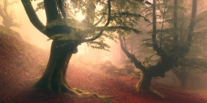 Picture of FANGORN FOREST