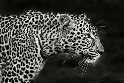 Picture of LEOPARD CLOSE UP