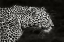 Picture of LEOPARD CLOSE UP