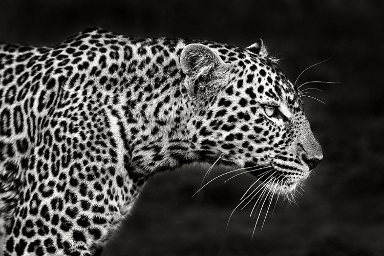 Picture of LEOPARD CLOSE UP