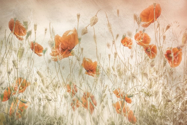 Picture of POPPIES IN THE FIELD