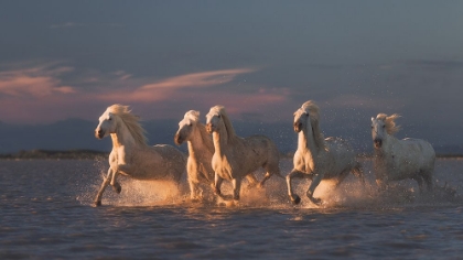 Picture of CAMARGUE HORSES ON SUNSET