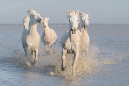 Picture of HORSES