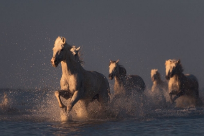 Picture of HORSES IN SUNSET LIGHT