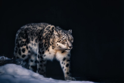 Picture of SNOW LEOPARD