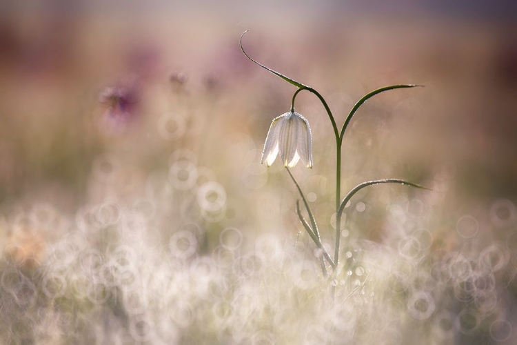 Picture of ALBINO