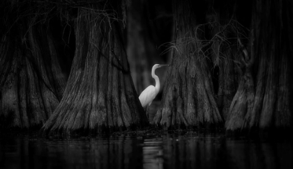 Picture of EGRET AND CYPRESS