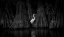 Picture of EGRET AND CYPRESS