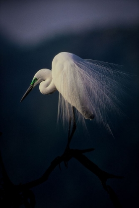 Picture of BEAUTIFUL ORNAMENT FEATHERS