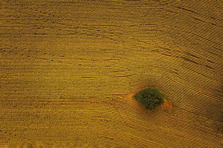 Picture of EYE IN FIELD