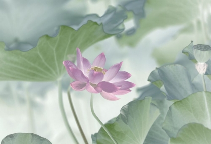 Picture of LOTUS