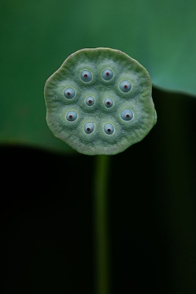 Picture of A LOTUS