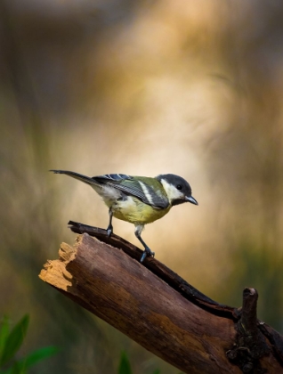 Picture of GREAT TIT