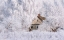 Picture of WINTER TALE