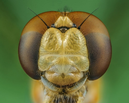 Picture of DRAGONFLY