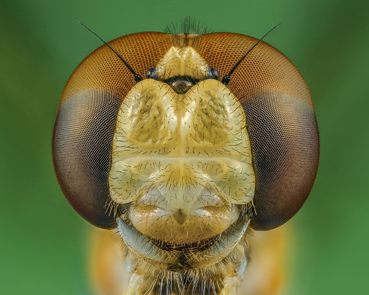 Picture of DRAGONFLY
