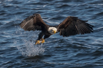 Picture of EAGLE ON THE MISSISSIPPI RIVER