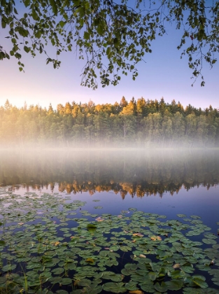 Picture of CALM SUMMER NIGHT