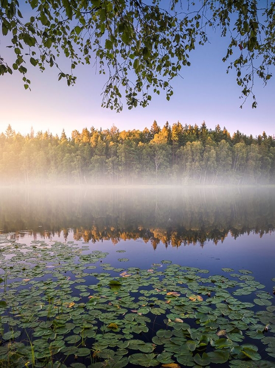 Picture of CALM SUMMER NIGHT