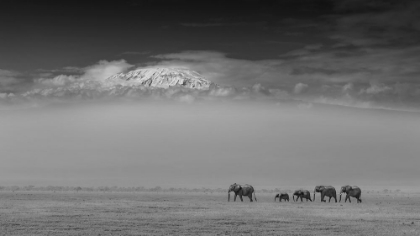 Picture of ELEPHANT FAMILY UNDER MOUNT KILIMANJARO