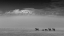 Picture of ELEPHANT FAMILY UNDER MOUNT KILIMANJARO