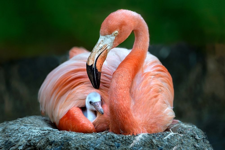 Picture of MOM FLAMINGO WITH CHICK