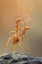 Picture of DANCE ANTS