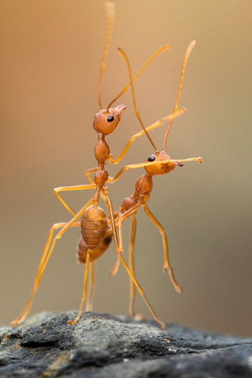 Picture of DANCE ANTS
