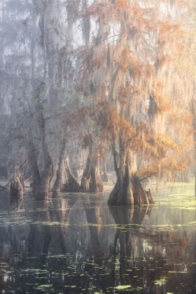 Picture of LOUISIANA SWAMP