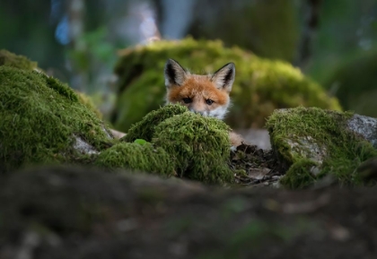 Picture of CURIOUS FOX