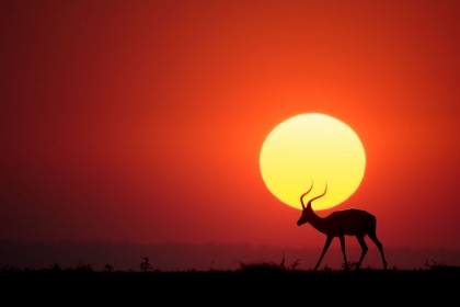 Picture of AN AFRICAN SUNSET